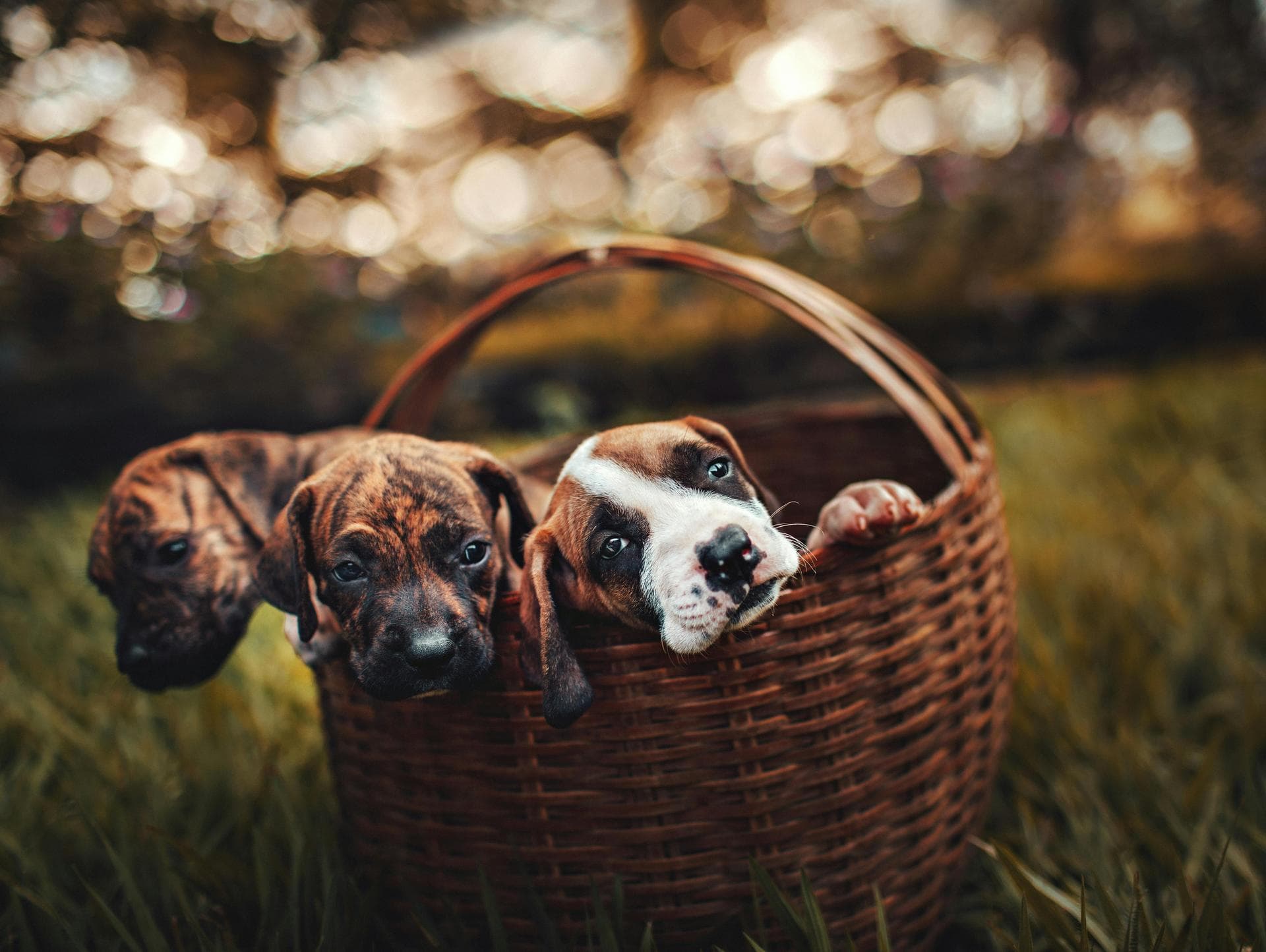 Vet Prescription Prices in Southampton