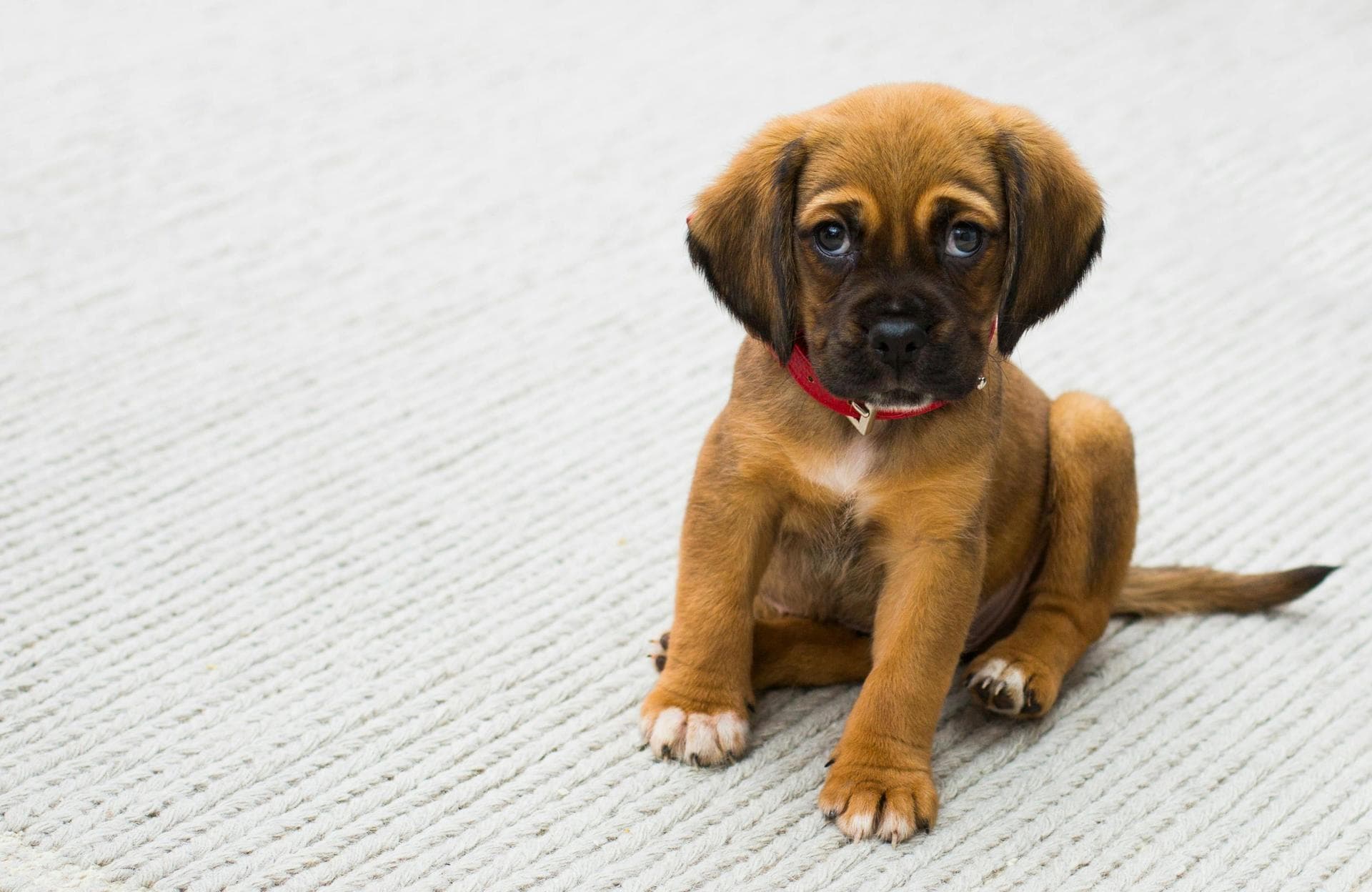 Dog Puppy Vaccinations Kennel Cough Prices in Southampton
