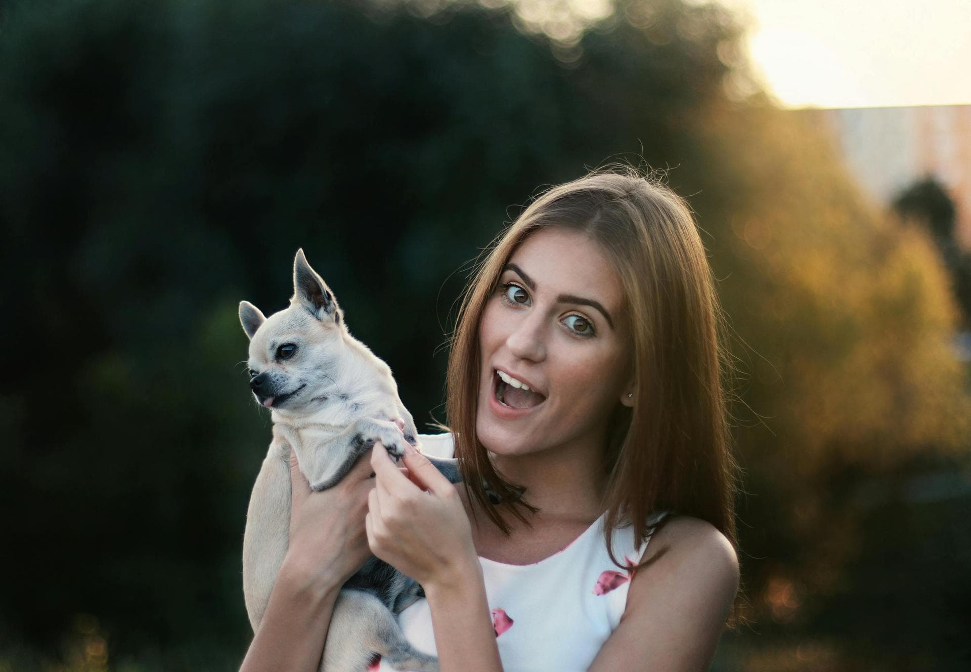 Dog Euthanasia Put Down Prices in Southampton