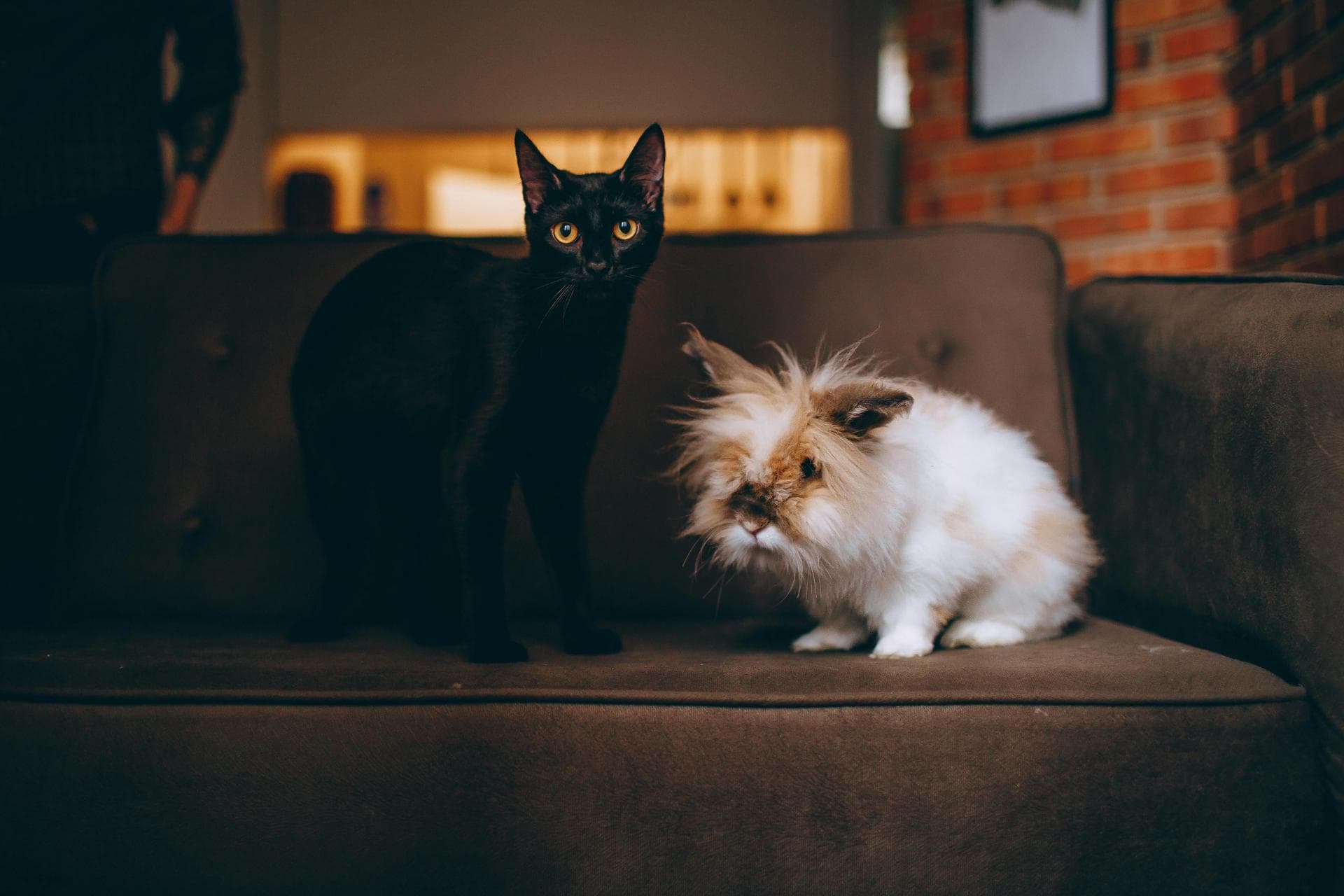Cat Spay Castrate Neutering Prices in Southampton