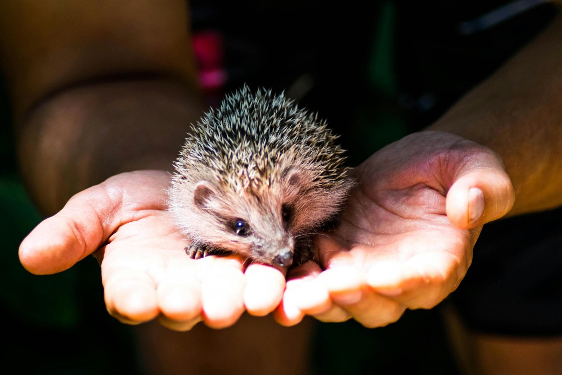 Rabies Vaccination Prices in Southampton