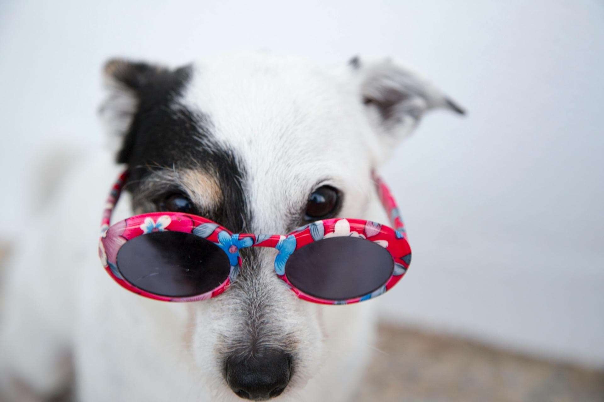 Dog Puppy Vaccinations Kennel Cough Prices in Southampton