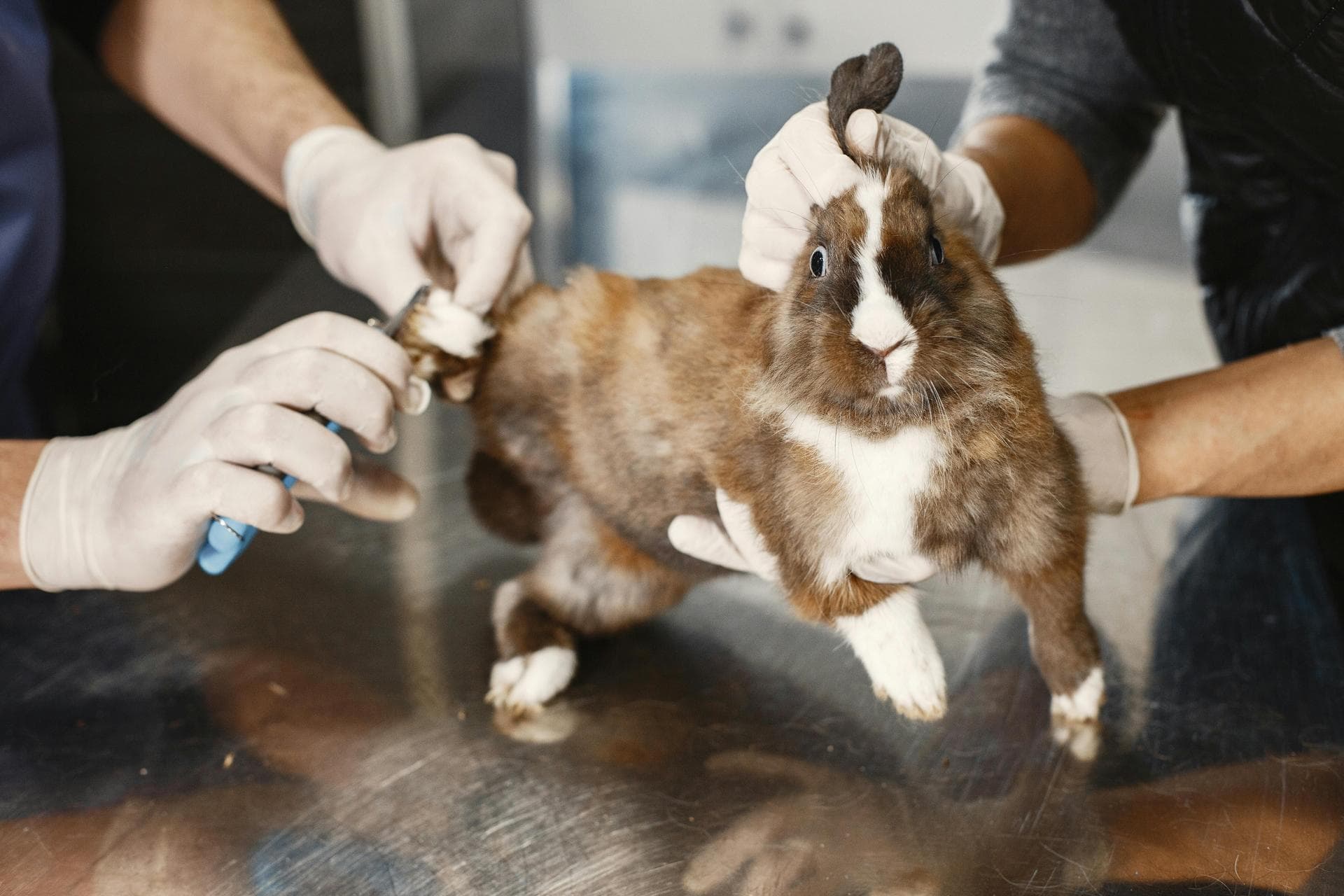 Kennel Cough Vaccine Prices in Southampton