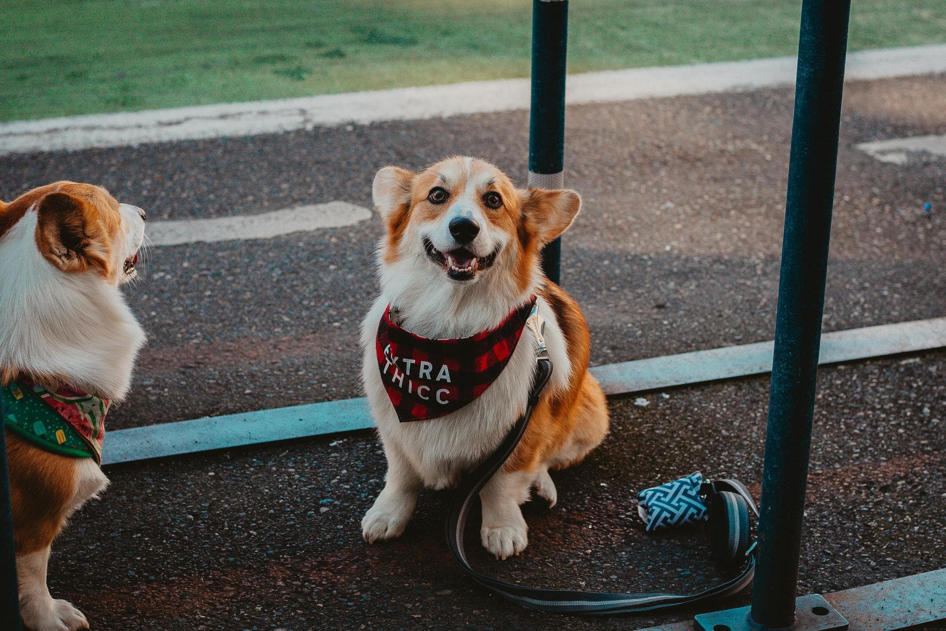 Dog Spay Castrate Neutering Prices in Southampton